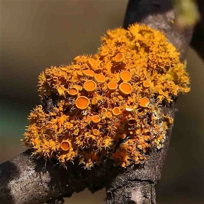 Teloschistes sp. (genus) (A lichen) at Nicholls, ACT - 16 Sep 2024 by ConBoekel