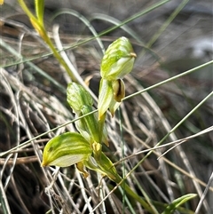Bunochilus montanus (ACT) = Pterostylis jonesii (NSW) (Montane Leafy Greenhood) at Uriarra Village, ACT - 17 Sep 2024 by Rebeccaryanactgov