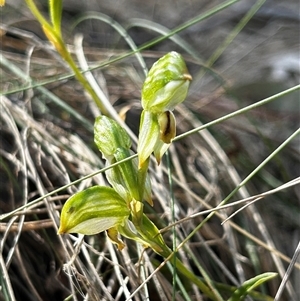 Bunochilus montanus at Uriarra Village, ACT - 17 Sep 2024