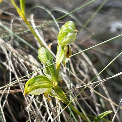 Bunochilus montanus (Montane Leafy Greenhood) at Uriarra Village, ACT - 17 Sep 2024 by Rebeccaryanactgov