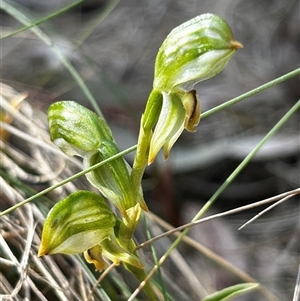 Bunochilus montanus at Uriarra Village, ACT - 17 Sep 2024