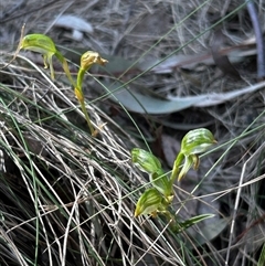 Bunochilus montanus at Uriarra Village, ACT - 17 Sep 2024