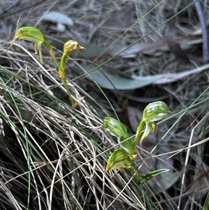 Bunochilus montanus (ACT) = Pterostylis jonesii (NSW) at Uriarra Village, ACT - suppressed