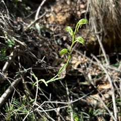 Bunochilus montanus at Uriarra Village, ACT - 17 Sep 2024