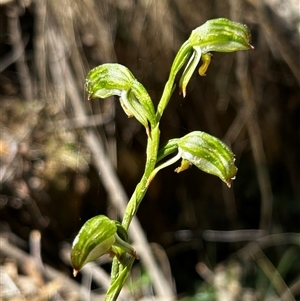 Bunochilus montanus at Uriarra Village, ACT - 17 Sep 2024