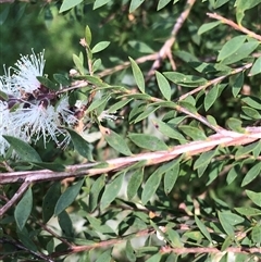 Melaleuca sieberi at Kungala, NSW - 17 Sep 2024 by donnanchris