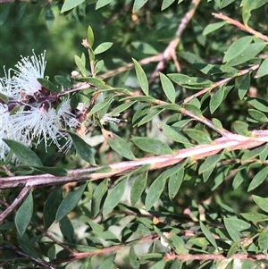 Melaleuca sieberi at Kungala, NSW - 18 Sep 2024 09:33 AM