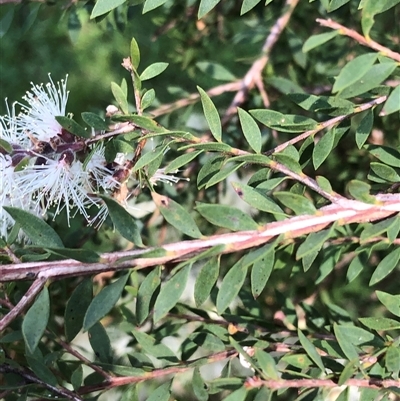 Melaleuca sieberi at Kungala, NSW - 17 Sep 2024 by donnanchris