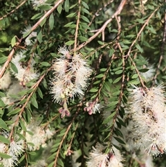 Melaleuca sieberi at Kungala, NSW - 18 Sep 2024 09:33 AM
