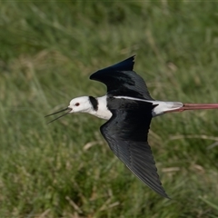 Himantopus leucocephalus (Pied Stilt) at Fyshwick, ACT - 18 Sep 2024 by rawshorty