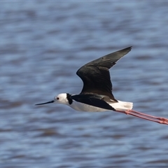 Himantopus leucocephalus at Fyshwick, ACT - 18 Sep 2024 07:32 AM