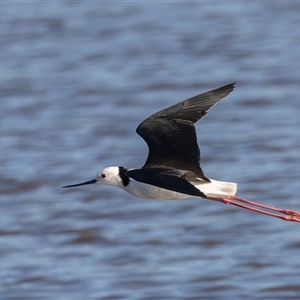 Himantopus leucocephalus at Fyshwick, ACT - 18 Sep 2024