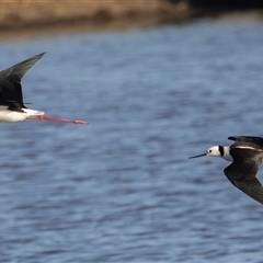 Himantopus leucocephalus at Fyshwick, ACT - 18 Sep 2024