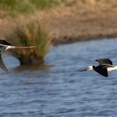 Himantopus leucocephalus at Fyshwick, ACT - 18 Sep 2024