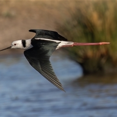 Himantopus leucocephalus at Fyshwick, ACT - 18 Sep 2024