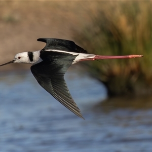 Himantopus leucocephalus at Fyshwick, ACT - 18 Sep 2024