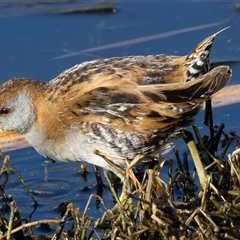 Zapornia pusilla (Baillon's Crake) at Fyshwick, ACT - 17 Sep 2024 by rawshorty