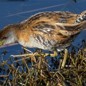 Zapornia pusilla at Fyshwick, ACT - 17 Sep 2024