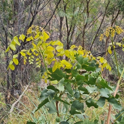 Unverified Other Shrub at Durack, WA - 18 Sep 2024 by Mike