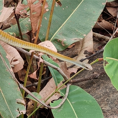 Dendrelaphis punctulatus (Green Tree Snake) at Durack, WA - 18 Sep 2024 by Mike