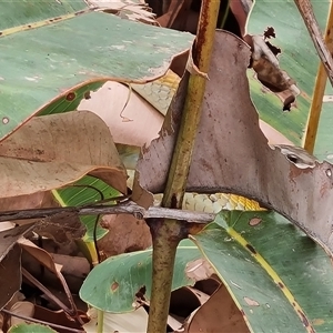 Dendrelaphis punctulatus at Durack, WA - 18 Sep 2024 12:20 PM