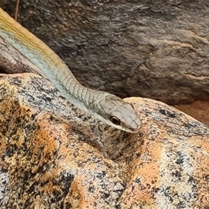 Dendrelaphis punctulatus at Durack, WA - 18 Sep 2024 12:20 PM