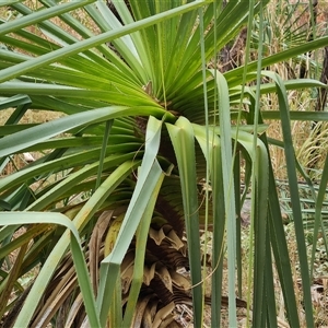 Pandanus tectorius at Durack, WA by Mike