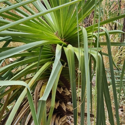 Pandanus tectorius at Durack, WA - 18 Sep 2024 by Mike