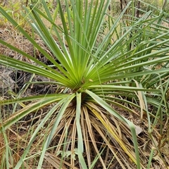 Pandanus (genus) at Durack, WA - 18 Sep 2024 11:58 AM