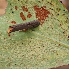 Hemibela sp. (genus) at Durack, WA - 18 Sep 2024 by Mike