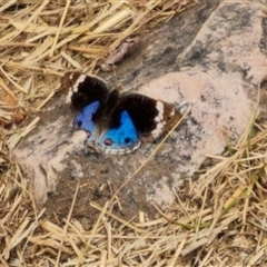 Unidentified Butterfly (Lepidoptera, Rhopalocera) at Durack, WA - 18 Sep 2024 by Mike