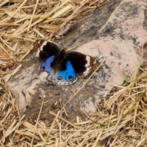 Unidentified Butterfly (Lepidoptera, Rhopalocera) at Durack, WA by Mike