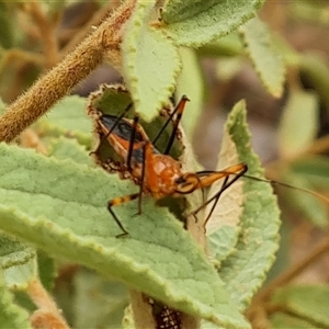 Gminatus australis at Durack, WA - 18 Sep 2024