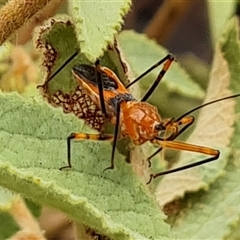 Gminatus australis at Durack, WA - 18 Sep 2024 11:45 AM