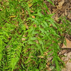 Unidentified Fern or Clubmoss at Durack, WA by Mike