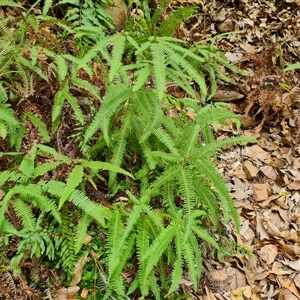 Unidentified Fern or Clubmoss at Durack, WA by Mike