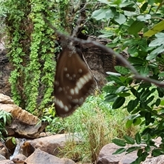 Unidentified Butterfly (Lepidoptera, Rhopalocera) at Durack, WA - 18 Sep 2024 by Mike