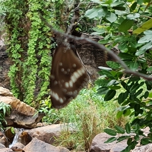 Unidentified Butterfly (Lepidoptera, Rhopalocera) at Durack, WA by Mike