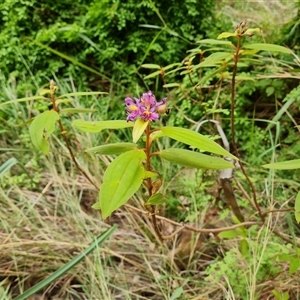 Unidentified Other Shrub at Durack, WA by Mike