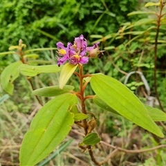 Melastoma affine at Durack, WA - 18 Sep 2024 10:08 AM