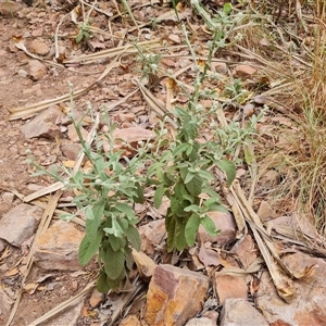 Unidentified Other Wildflower or Herb at Durack, WA by Mike