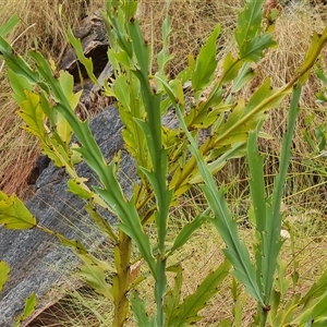 Unidentified Other Shrub at Durack, WA by Mike