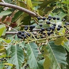 Unidentified Other Tree at Durack, WA - 17 Sep 2024 by Mike