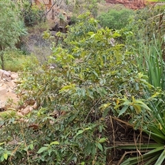 Unverified at suppressed - suppressed