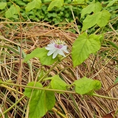 Unidentified Plant at Durack, WA - 17 Sep 2024 by Mike