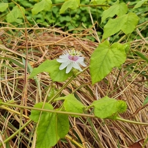 Unidentified at suppressed - 18 Sep 2024