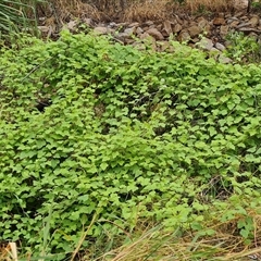 Passiflora foetida complex at Durack, WA - 18 Sep 2024 09:15 AM