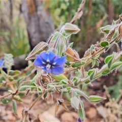 Unidentified Other Wildflower or Herb at Durack, WA - 17 Sep 2024 by Mike