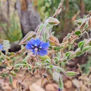 Unidentified Other Wildflower or Herb at Durack, WA by Mike