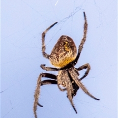 Eriophora biapicata at Slade Point, QLD - 26 Feb 2023 by Petesteamer